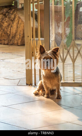 Un piccolo cane marrone a scaldarsi negli ultimi raggi del sole proveniente attraverso una porta aperta immagine con spazio copia in formato verticale Foto Stock