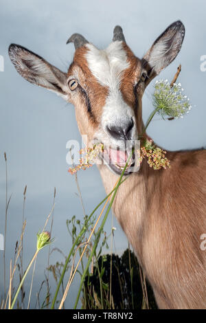 Funny capra sorridente e masticare il fiore nel campo Foto Stock