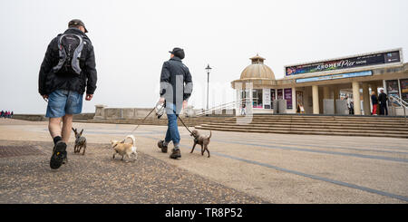 Cromer, Norfolk, Regno Unito. 19 maggio 2019. Un maschio di indossare pantaloncini denim e indossando un back pack e una femmina di jeans blu a piedi i loro tre cani di piccola taglia Foto Stock