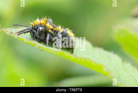Ape di sonno Foto Stock