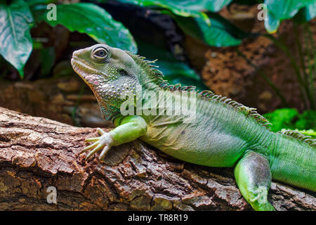 Acqua cinese dragon - Physignathus cocincinus Foto Stock