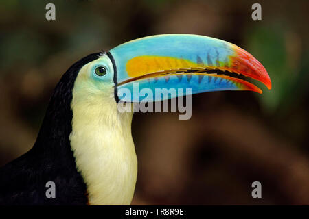 Chiglia fatturati toucan - Ramphastos sulfuratus Foto Stock