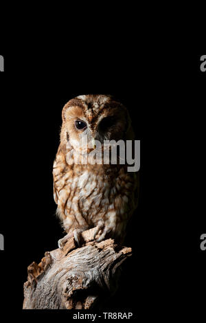 Bel ritratto di Allocco Strix aluco isolato su nero in studio di impostazione con illuminazione drammatica Foto Stock