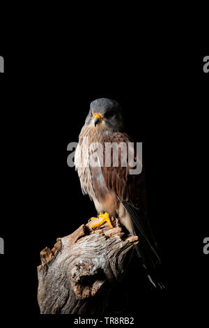 Splendido ritratto del Gheppio Falco tinnunculus in studio di impostazione su sfondo nero Foto Stock