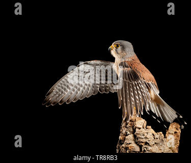 Splendido ritratto del Gheppio Falco tinnunculus in studio di impostazione su sfondo nero Foto Stock