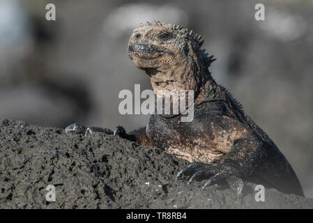Iguane Marine (Amblyrhynchus cristatus) trascorrere gran parte della loro giornata a crogiolarvi al sole su hot lava rocce stessi di riscaldamento nel sole caldo. Foto Stock