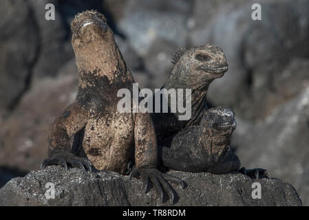 Iguane Marine (Amblyrhynchus cristatus) trascorrere gran parte della loro giornata a crogiolarvi al sole su hot lava rocce stessi di riscaldamento nel sole caldo. Foto Stock