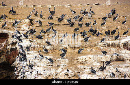 Il gregge del Perù pellicani (Pelecanus thagus) sulla roccia presso le Isole Ballestas in Paracas national park, Perù Foto Stock