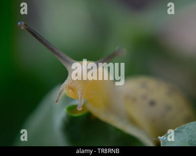 Giovani giardino lumaca (Helix Aspersa) Foto Stock