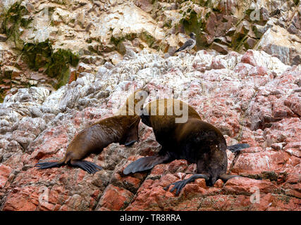 Maschi e femmine di Sud Americana dei leoni di mare (Otaria flavescens) sulla spiaggia. Chiamato anche il Sud del leone di mare e il nasello di Patagonia Sea Lion Foto Stock