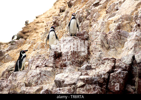 I pinguini Humboldt (Spheniscus Humboldti) in piedi sulla roccia presso le Isole Ballestas in Paracas national park, Perù Foto Stock