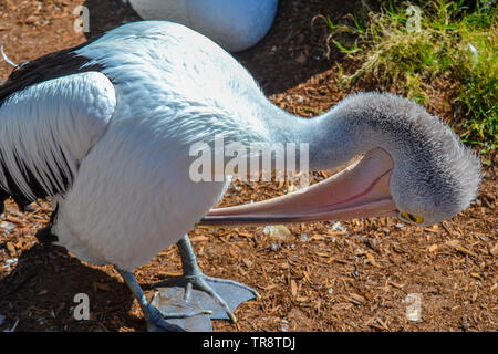 Pelican graffiare un prurito Foto Stock