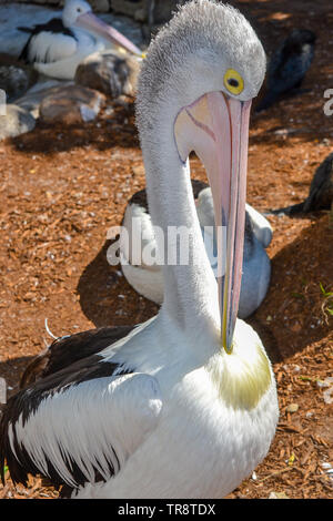 Pelican graffiare un prurito Foto Stock