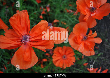 Fioritura di rosso corallo gruppo papaveri, close-up dettaglio, soft sfocata erba verde sullo sfondo bokeh di fondo, vista dall'alto Foto Stock