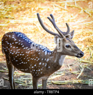 Giovani avvistato cervi nel santuario della fauna selvatica / Altri nomi Cheetal - Asse deer Foto Stock
