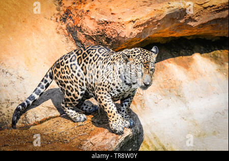 Jaguar caccia animali / bella jaguar seduta su roccia cercando cibo stalking seguire la sua preda in natura nella giungla della fauna selvatica del Parco nazionale Foto Stock