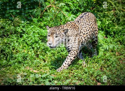 Tiger leopard jaguar fauna animale caccia / Jaguar bellissime passeggiate nella giungla cercando cibo stalking seguire la sua preda nella foresta del parco nazionale Foto Stock