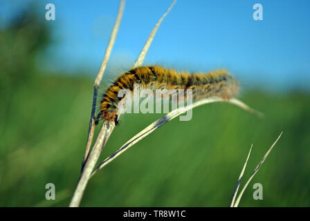 Lasiocampa trifolii (erba eggar) fuzzy colorate tiger bruco strisciare su erba grigia con due nero formiche in coda, soft sfocata erba verde e Foto Stock