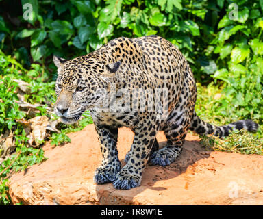 Tiger leopard jaguar fauna animale caccia / bella jaguar seduta su roccia cercando nella giungla cercando cibo stalking seguire la sua preda nella foresta Foto Stock