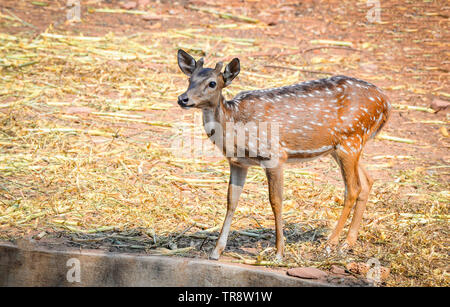 Giovani avvistato cervi nel santuario della fauna selvatica / Altri nomi Cheetal - Asse deer Foto Stock