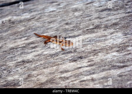 La salamandra pigmeo (Desmognathus wright) su legno grigio morbido sfondo sfocato Foto Stock