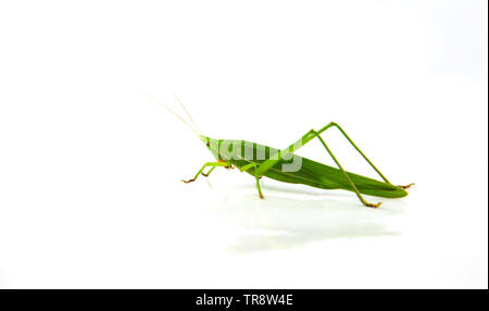 Conehead Grasshopper green isolati su sfondo bianco / Ruspolia nitidula Foto Stock