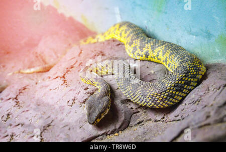 Serpente velenoso della mangrovia feroci pit viper giacente sulla roccia / Trimeresurus purpureomaculatus Foto Stock