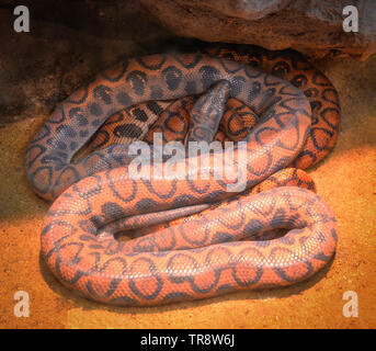 Serpente del brasiliano boa arcobaleno giacente a terra / Epicrates cenchria cenchria Foto Stock