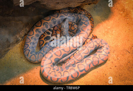 Serpente del brasiliano boa arcobaleno giacente a terra / Epicrates cenchria cenchria Foto Stock