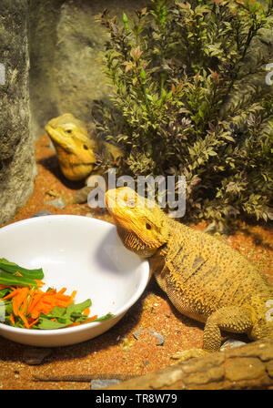 Draghi barbuti giacente sul terreno - australian lizard tipo o desert lizard / Pogona Vitticeps Foto Stock