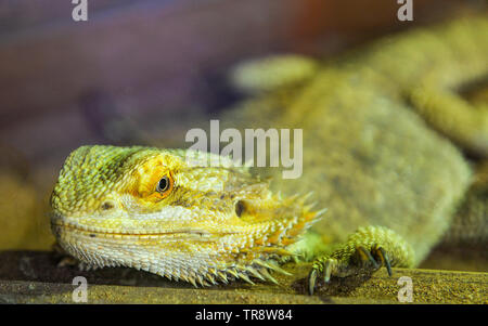 Draghi barbuti giacente sul terreno - australian lizard tipo o desert lizard / Pogona Vitticeps Foto Stock