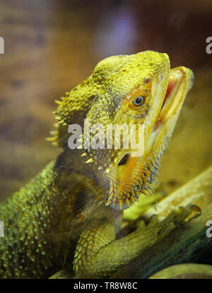 Draghi barbuti giacente sul terreno - australian lizard tipo o desert lizard / Pogona Vitticeps Foto Stock