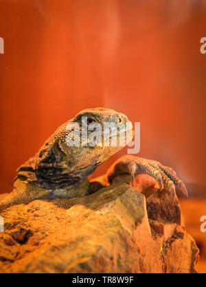 Spinosa drago codato lucertole / Uromastyx genere spinosa drago asiatici sulla roccia Foto Stock