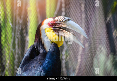 Inghirlandato hornbill grande becco di uccello variopinto seduto sul ramo di albero in parco nazionale / Rhyticeros undulatus grande hornbill Foto Stock