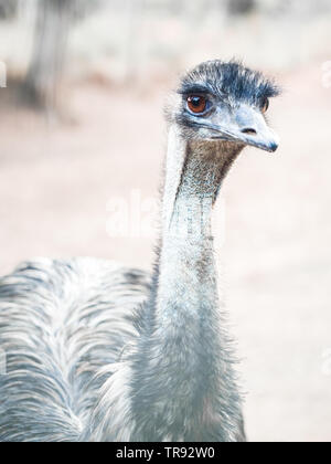 Emu (Dromaius novaehollandiae), il secondo più grande uccello vivo da altezza. Foto Stock
