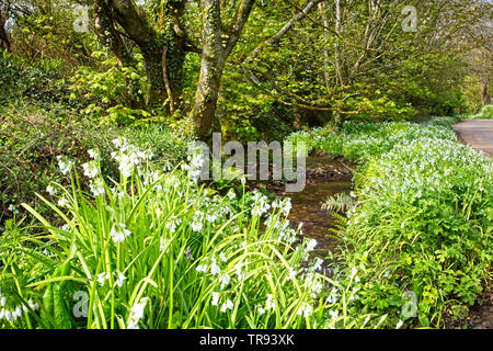 Flusso di bosco e tre-monopolizzato il porro (Allium triquetrum), West Cornwall, Inghilterra, Regno Unito. Foto Stock