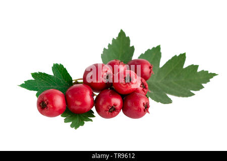 Biancospino o biancospino o Crataegus monogyna bacche isolati su sfondo bianco Foto Stock