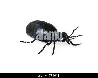 Nero Blu beetle o olio beetle Meloe proscarabaeus isolato su bianco Foto Stock