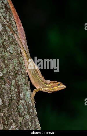 Brown Basilisk a.k.a Gesù Cristo lizard Foto Stock