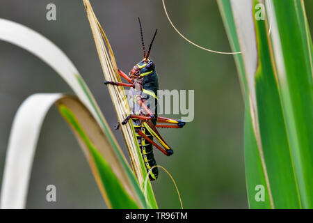 Sempre Bella Eastern gomma grasshopper ninfa Foto Stock