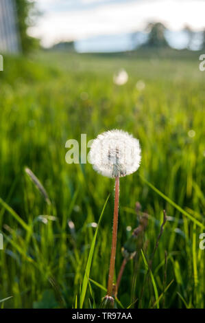 Tarassaco Blowball - Löwenzahn Pusteblume Foto Stock