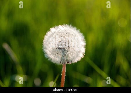 Tarassaco Blowball - Löwenzahn Pusteblume Foto Stock