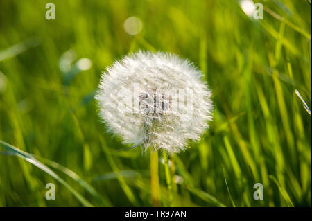 Tarassaco Blowball - Löwenzahn Pusteblume Foto Stock