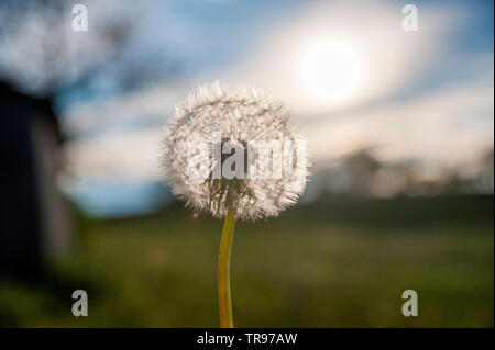 Tarassaco Blowball - Löwenzahn Pusteblume Foto Stock