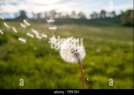 Tarassaco Blowball - Löwenzahn Pusteblume Foto Stock