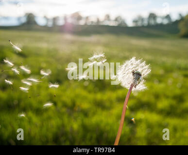 Tarassaco Blowball - Löwenzahn Pusteblume Foto Stock