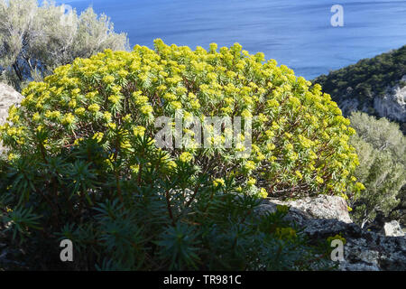 Euphorbia dendroides o albero di euforbia crescente sulla cima di una scogliera in Sardegna orientale Foto Stock