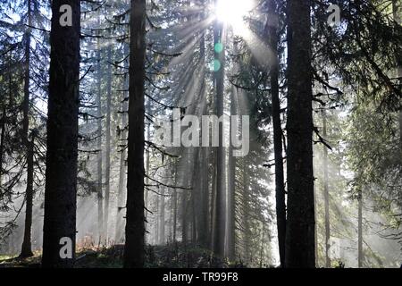 Bella la luce del sole nel bosco di abete rosso Foto Stock