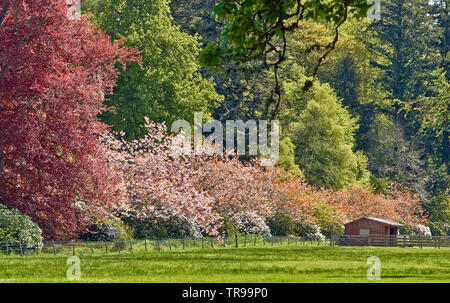 Il castello di BALLINDALLOCH E GIARDINI BANFFSHIRE SCOTLAND di rosa fiori di ciliegio rame faggio e capanna in legno IN PRIMAVERA Foto Stock