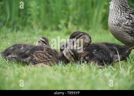 Madre di anatra e di suoi anatroccoli Foto Stock